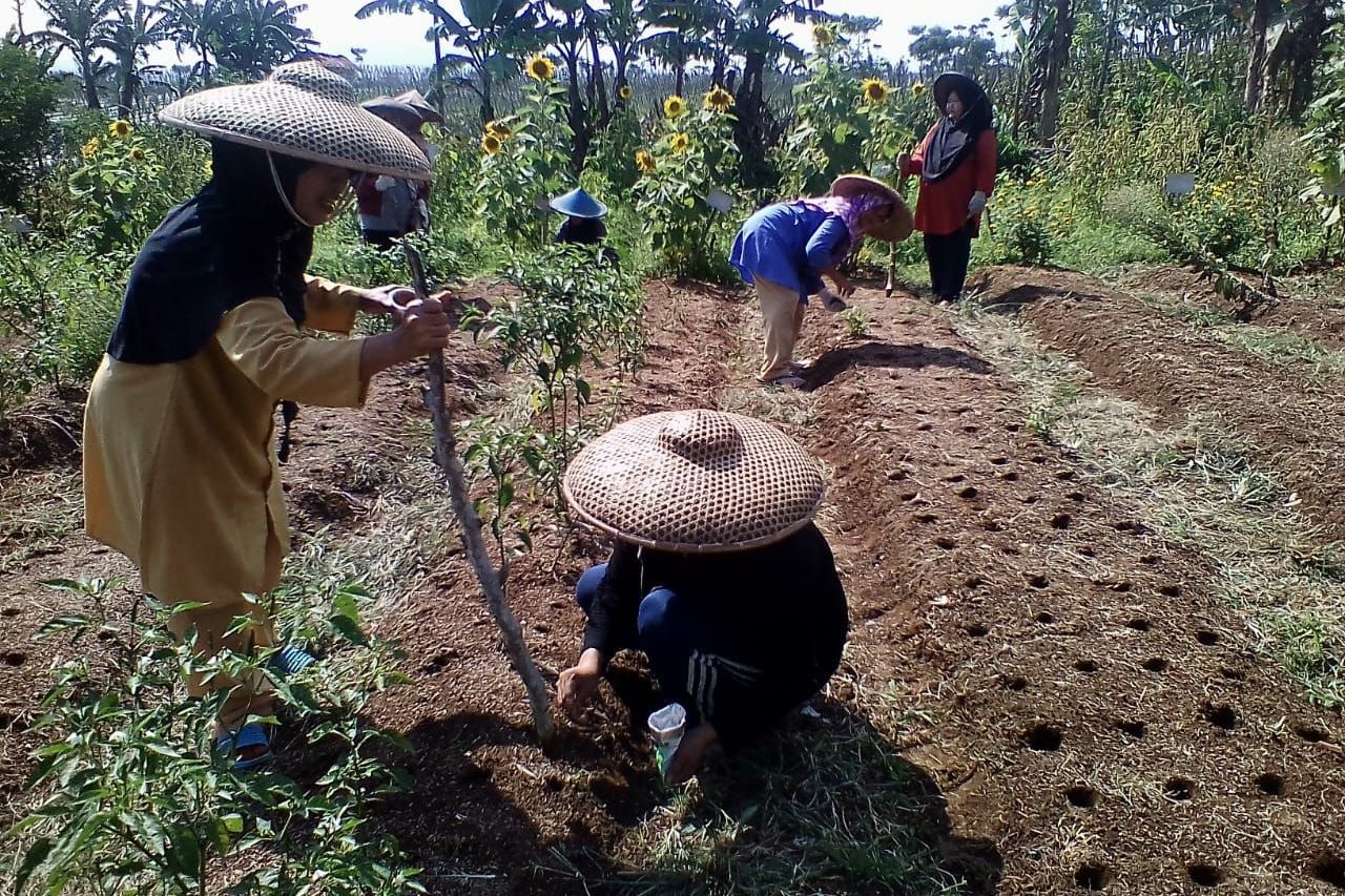 Meningkatkan Nilai Ekonomi untuk Membangun Pertanian Organik Berkelanjutan (3)