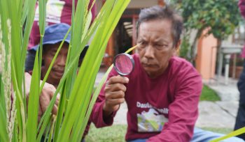 Petani Mengamati Padi dalam Praktik Pelatihan Budidaya Benih Lokal di Sumatera Utara